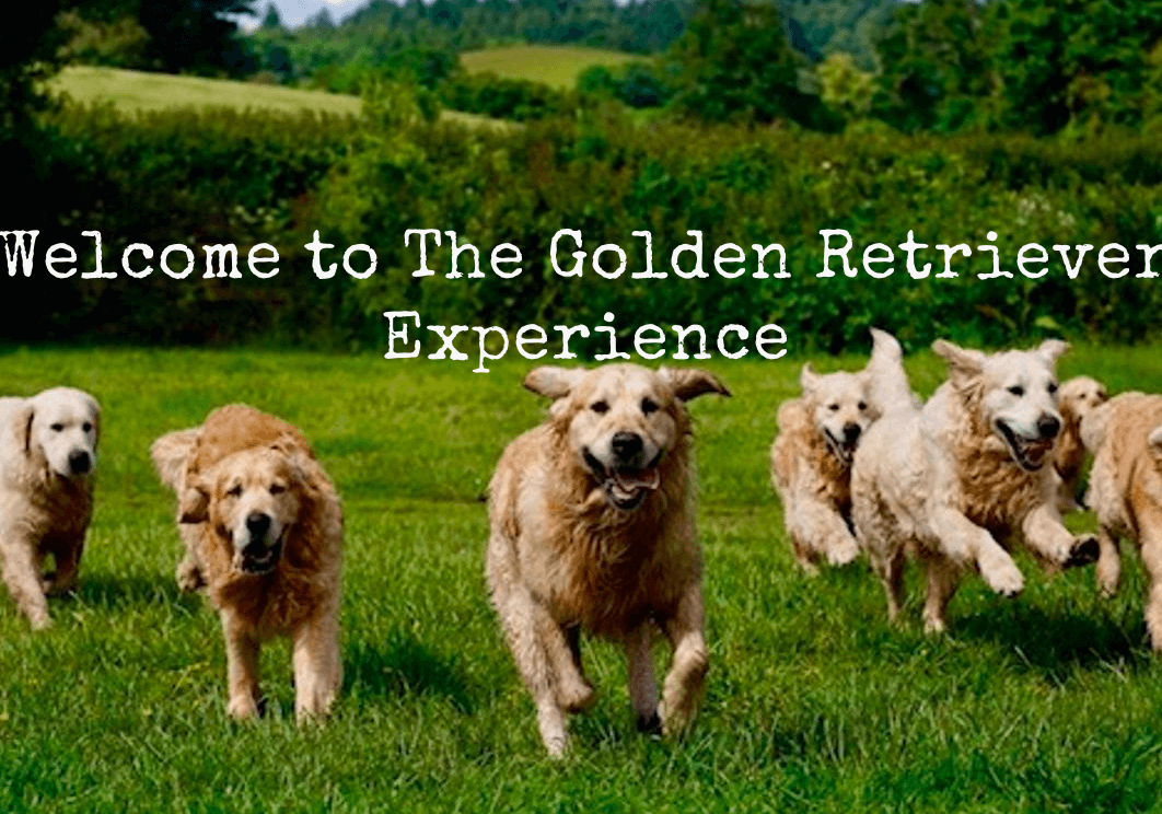 The Golden Retriever Experience
