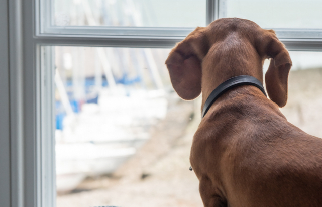 dog friendly rooms